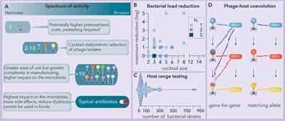 A New Pipeline for Designing Phage Cocktails Based on Phage-Bacteria Infection Networks